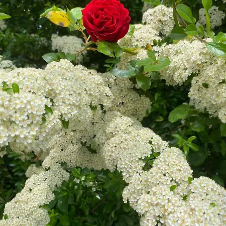 Appartement Otthon